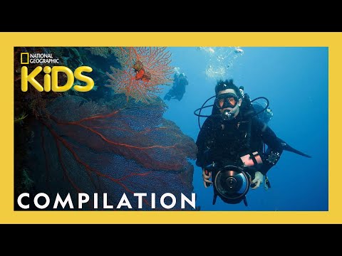 The BEST Jobs Ever! | Nat Geo Explorers | 25 Minute Compilation | @natgeokids