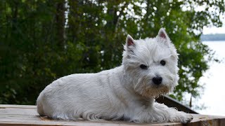 How to Choose the Best Toys for Your West Highland White Ter