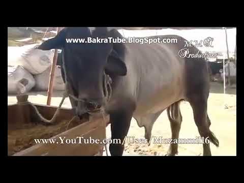 Nazreen Yeh Ghora Hai! 500K Ka Bull | Funny Moments at Cattle Market Karachi | Cow Mandi Karachi
