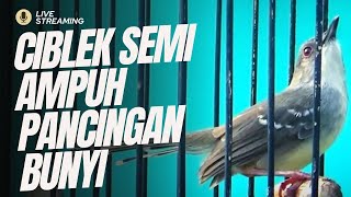Download lagu CISEM GACOR AMPUH PANCINGAN BUNYI IDOLA KICAU MANIA mp3 Download lagu CISEM GACOR AMPUH PANCINGAN BUNYI IDOLA KICAU MANIA mp3