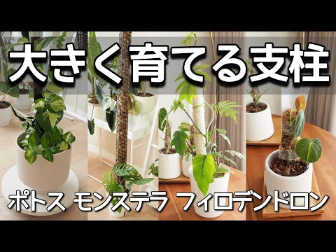 スティックパーム 植物