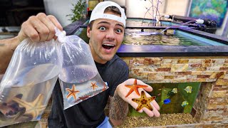 Buying STAR FISH for My SALTWATER REEF POND!!