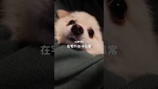 フルタイム在宅勤務で働く日常Vlog#vlog #日常vlog #社会人vlog #在宅ワーク #在宅