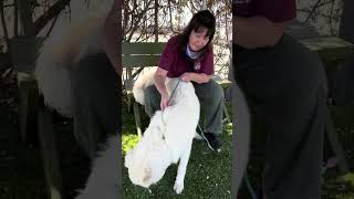 Video preview image #1 Great Pyrenees Puppy For Sale in Pasadena, CA, USA
