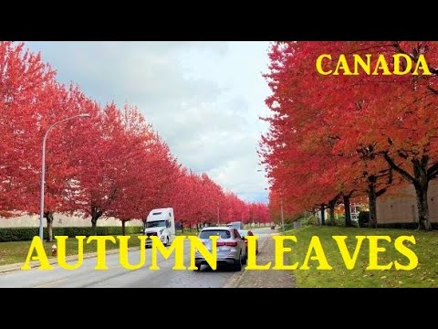 22. Autumn walk 4K/ The beauty of fall/autumn foliage in Richmond, Metro Vancouver, Canada.