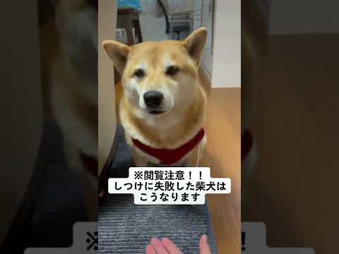 The fate of a Shiba Inu that fails to be trained