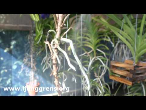 Watering Vanda roots