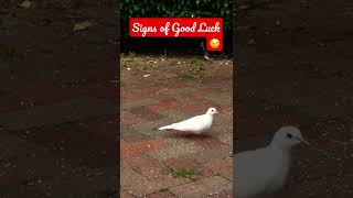 White Dove Visits me Every Day |  Feeling Blessed 😇 #shorts #blessed #lucky #wildlife