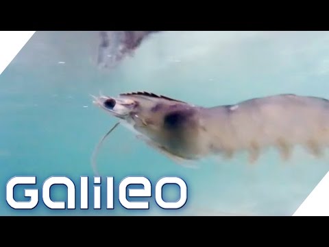 Krupuk: How much crab is really in the chips? | Galileo | ProSieben