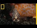 This Sea Slug Eats Its Own Kind | National Geographic