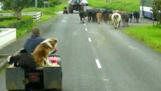 Lazy Dogs Herding Cows Ireland August 2008 Shamrocker