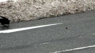 preview picture of video 'Smart Crow uses cars to crack nuts in Akita, Japan near Senshu Park'