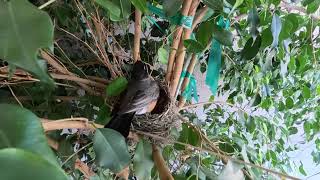 A Robin Nest With 4 Day Old Babies - Streaming Live