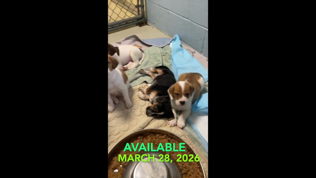 Enlarge Flicka, an adopted mixed breed in Heathsville, VA video 2/2