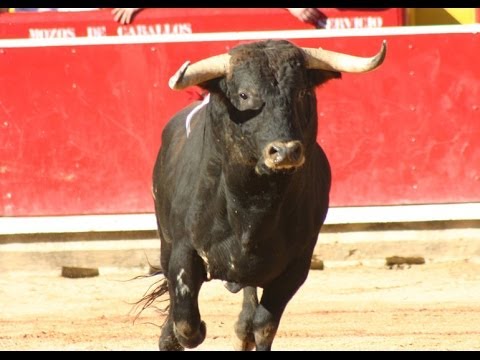 Toro Infuriato Tenta Di Sfondarmi Il Muro