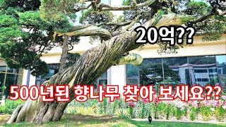 500년된 정원수 찾아 보세요, 가격은??