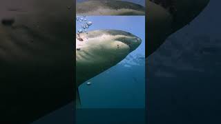 Download lagu Diver's cage is ATTACKED by monstrous great white shark | Shark Week | Discovery mp3 Download lagu Diver's cage is ATTACKED by monstrous great white shark | Shark Week | Discovery mp3