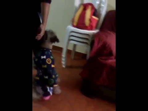 amor de perro a dueña celestina