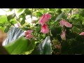 Ruby Begonia - Bob Hennessy Ruby Begonia