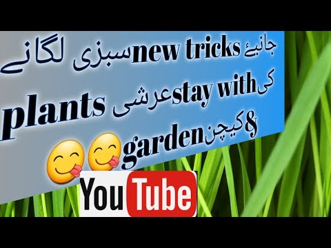 stay with Arshi's and learn...how to grow winter vegetables... EP 2