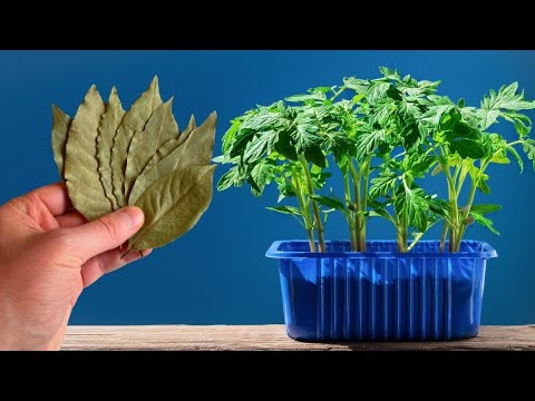 Never Plant Tomatoes and Peppers Without This! The seedlings are strong and productive 5 times highe