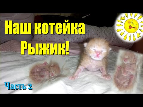 Наш котейка Рыжик! Часть 2 #Shorts