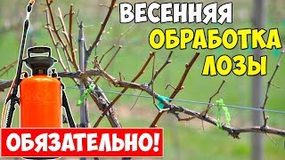 Опрыскивание винограда железным купоросом весной пропорция