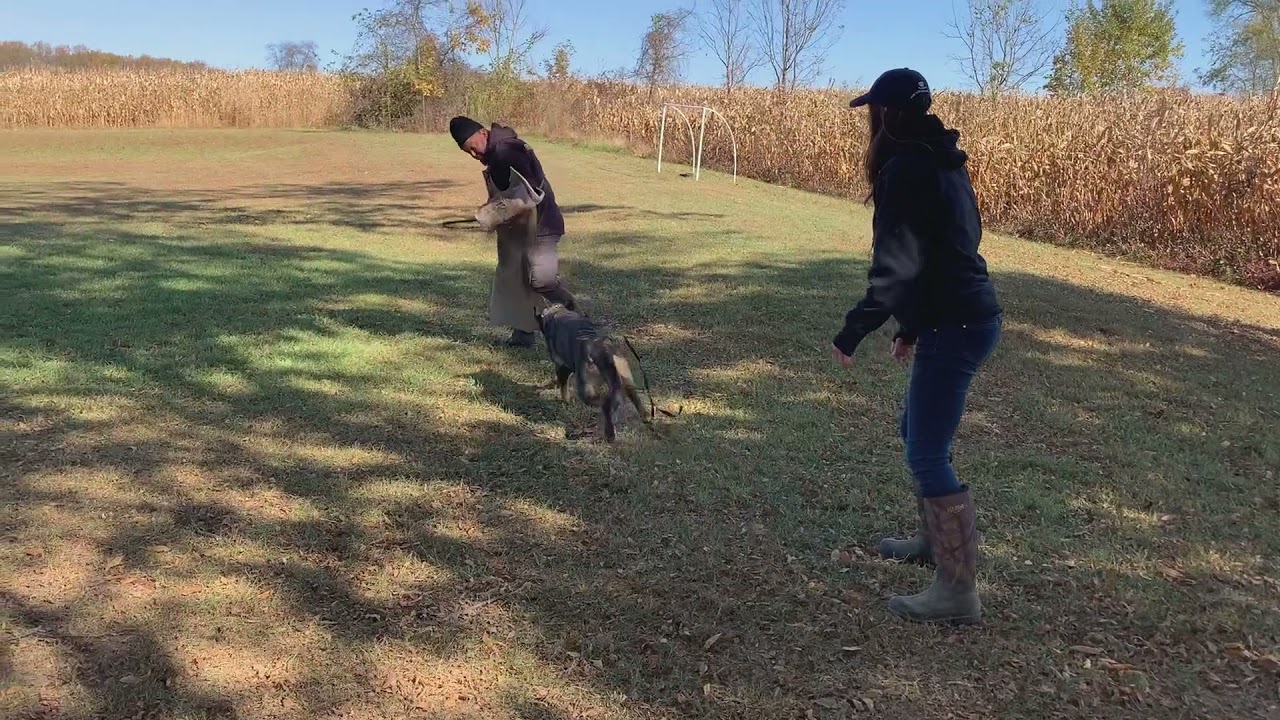 Cheyenne Various Bitework