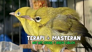 Download lagu Terapi Untuk Masteran Pleci Bereng Agar Nembak Wit Wit Cerrr Bren Ciblek mp3 Download lagu Terapi Untuk Masteran Pleci Bereng Agar Nembak Wit Wit Cerrr Bren Ciblek mp3