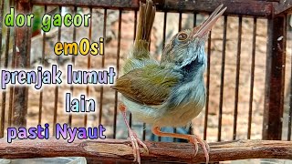 Download lagu dor gacor emosi prenjak lumut  lain pasti Nyaut mp3 Download lagu dor gacor emosi prenjak lumut  lain pasti Nyaut mp3