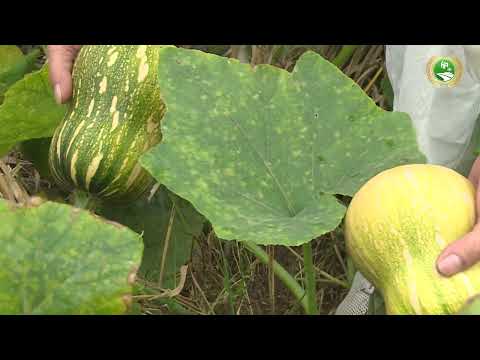 HIỆU QUẢ MÔ HÌNH TRỒNG BÍ HỮU CƠ