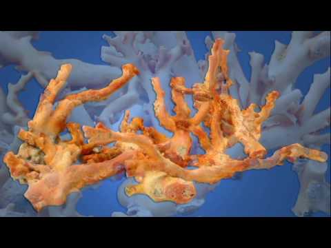 Torre del Greco e il  corallo