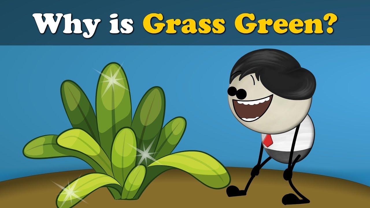 Why is Grass Green? + more videos | #aumsum #kids #science #education #children