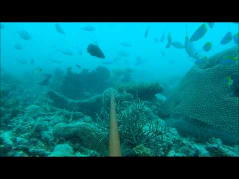 Bibiana project film