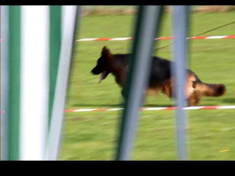 YOUNG HANDLER SHOW GERMANY 22.04.2018