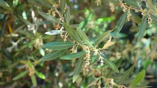 Olive Flowers Update 2026