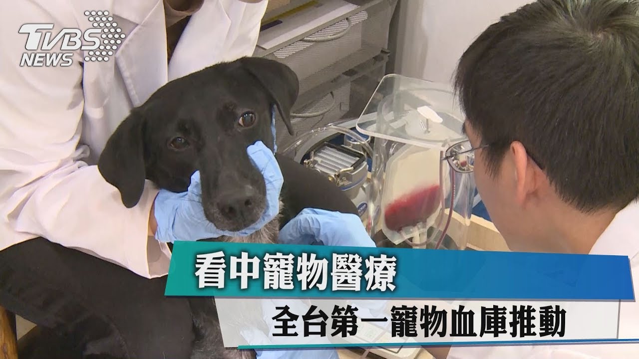 看中寵物醫療 全台第一寵物血庫推動