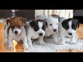 Mixed Breed dogs for sale: Brownie  - Video 1