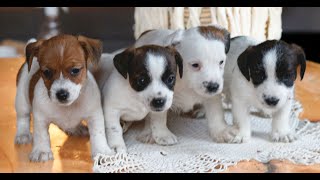 Video preview image #1 Jack Tzu Puppy For Sale in EAST EARL, PA, USA