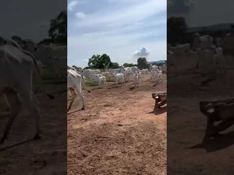 Fazenda / Haras com 4 quartos  à venda 1282m2 em Peixe por R$18.550.000 imagem 1