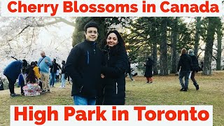 Cherry Blossoms in Canada | High Park in Toronto |  Canada Vlog
