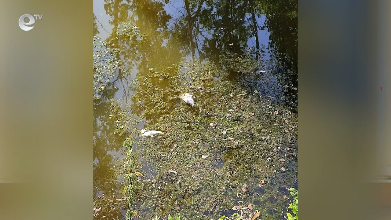 Мъртва риба изплува в река Банска заради замърсяване с органични води