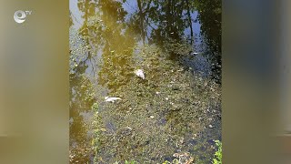 Мъртва риба изплува в река Банска заради замърсяване с органични води