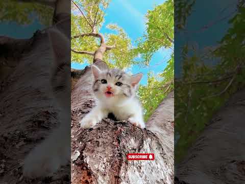 Mom help me, I'm about to fall  #cat #catsonlychannel #cute