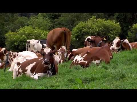 , title : 'Cómo Criar Ayrshire - How to breed Ayrshire Cattle - English Subtiltles - TvAgro, Juan Gonzalo Angel'