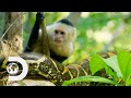 Capuchin Monkeys Vs Deadly Boa Constrictor Snakes l Wild Costa Rica