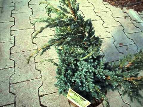 Green Carpet versatile kriechwacholder Juniperus C