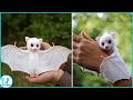 Cutest Bat In The World | HONDURAN WHITE BAT