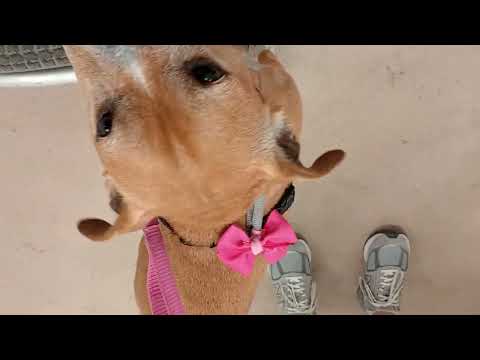 London 8y A848417 old PACC TRN Alumni munching chew stick@TRN while I'm gabbing with her nice dad520