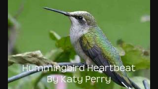 Hummingbird Heartbeat-Katy Perry ; Lyrics on screen